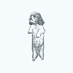 Fototapeta na wymiar Vintage hand drawn sketch stand up Cavachon dog