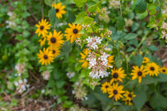 White abelia flowers and the bright yellow blooms of black-eyed-susan sharing space in the garden bed. Focus on the abelia flowers while the yellow flowers are out of focus.