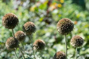 globe thistle seed heads (no petals) in a summer garden