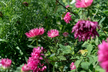 pink asters in the garden