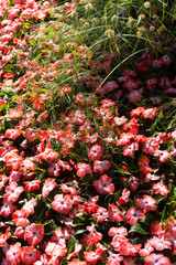 garden bed wth red and white impatiens and plants