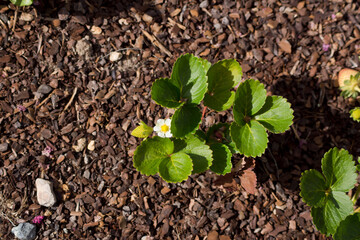 Planta de la fresa