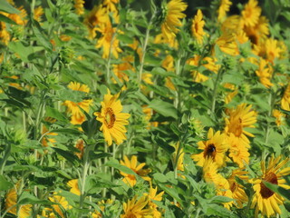 京都府京田辺市のヒマワリ畑