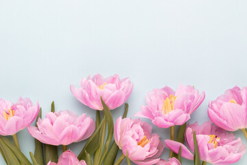 Pink tulip flower on pastel background.