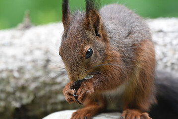 Eichhörnchen