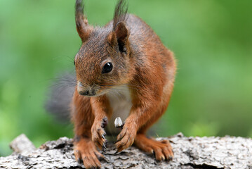 Eichhörnchen, Nahaufnahme