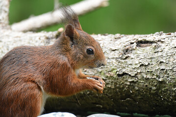 Eichhörnchen, Nahaufnahme