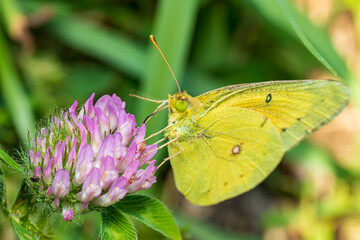 Orange Sulphur butterfly on alfalfa plant. Insect and nature conservation, habitat preservation, and backyard flower garden concept