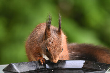 Eichhörnchen, Nahaufnahme