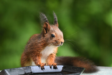 Eichhörnchen, Nahaufnahme
