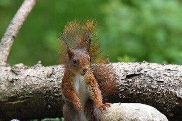 Eichhörnchen, Nahaufnahme