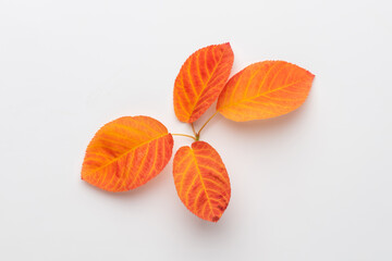 Autumn maple leaves isolated on white background.