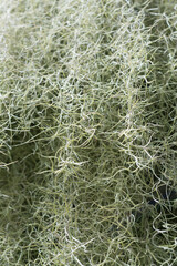 Tillandsia or ruffle air plant