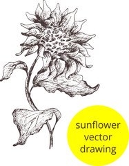 Digital Hand drawn vintage sketch.
Image of sunflower. Outline of the silhouette 
isolated. Eps Vertical template print for label, 
package, box,textile print