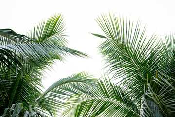 tropical palm leaf background, coconut palm trees perspective view