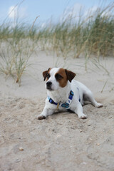 jack russell terrier on the beach
