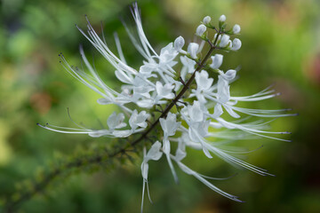 flower spike with whiskers like flower stamen