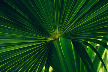 Fototapeta premium abstract green palm leaf texture, nature background, tropical leaf