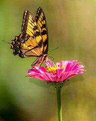 Eastern Tiger Swallowtail Butterfly Perched on Pink Zinnia