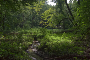 Fototapeta na wymiar Calm stream flowing through the forest