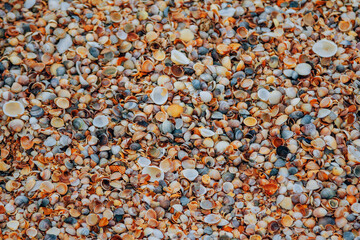 Close up colorful seashells texture. Seashore background.