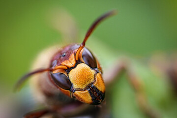 detailed photo of a hornet's head (Vespa crabro)