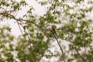 Blue-tailed bee-eater (Merops philippinus) at Sundarban NP, West Bengal, India.