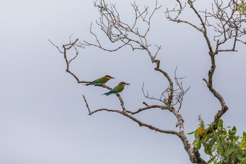 Blue-tailed bee-eater (Merops philippinus) at Sundarban NP, West Bengal, India.
