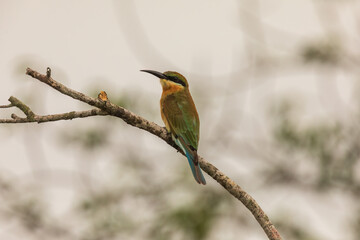 Blue-tailed bee-eater (Merops philippinus) at Sundarban NP, West Bengal, India.