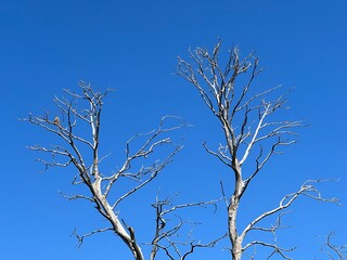 Branches of a dried tree in the Kopacki rit Nature park - Kopacevo, Croatia (Grane osušenog stabla u parku prirode Kopački rit, Baranja - Kopačevo, Hrvatska)