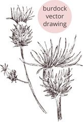 Digital Hand drawn vintage sketch.
vector Image of burdock Outline of the silhouette 
isolated. Eps Vertical template print for label, 
package, box,textile print