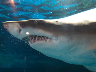 サメの顔のアップ