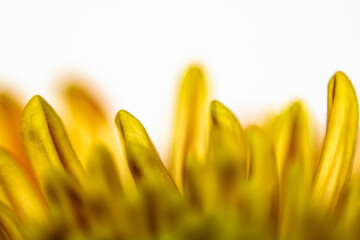 Close-up of yellow Dahlia petals