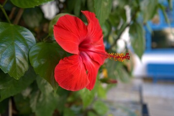 red hibiscus flower