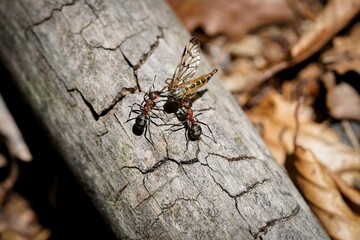 forest ant at work