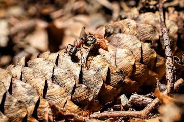forest ant at work
