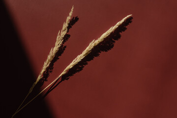 Flatlay of dry grass on red background with soft blurred sunlight shadows. Aesthetic bohemian...
