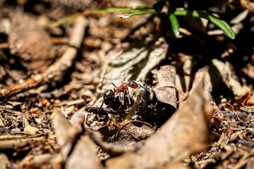 forest ant at work