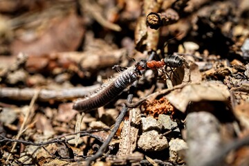 forest ant at work