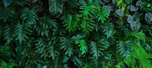 Full Frame of Green Leaves Pattern Background, Nature Lush Foliage Leaf Texture, tropical leaf