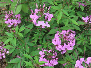 滋賀県、比叡山のガーデンミュージアム比叡にて。