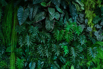 Full Frame of Green Leaves Pattern Background, Nature Lush Foliage Leaf Texture, tropical leaf