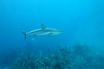 Naklejka premium Bahamas