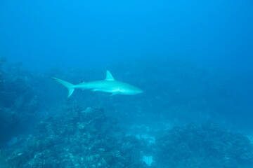 Bahamas