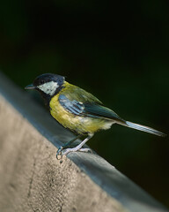 yellow wagtail on a twig