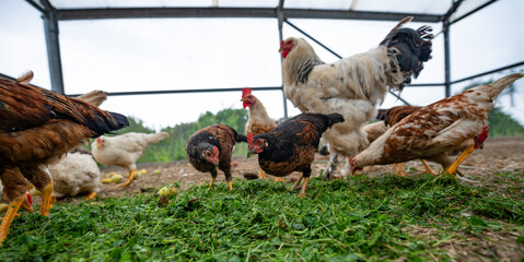 the chickens on the farm are eating grass and the others natural food - organic farming