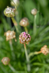 Sea Thrift Rosea