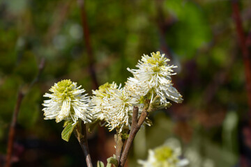 Mountain witch alder