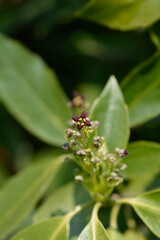 Japanese laurel
