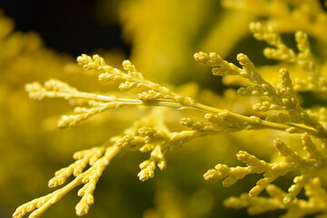 Lawsons Cypress Ivonne